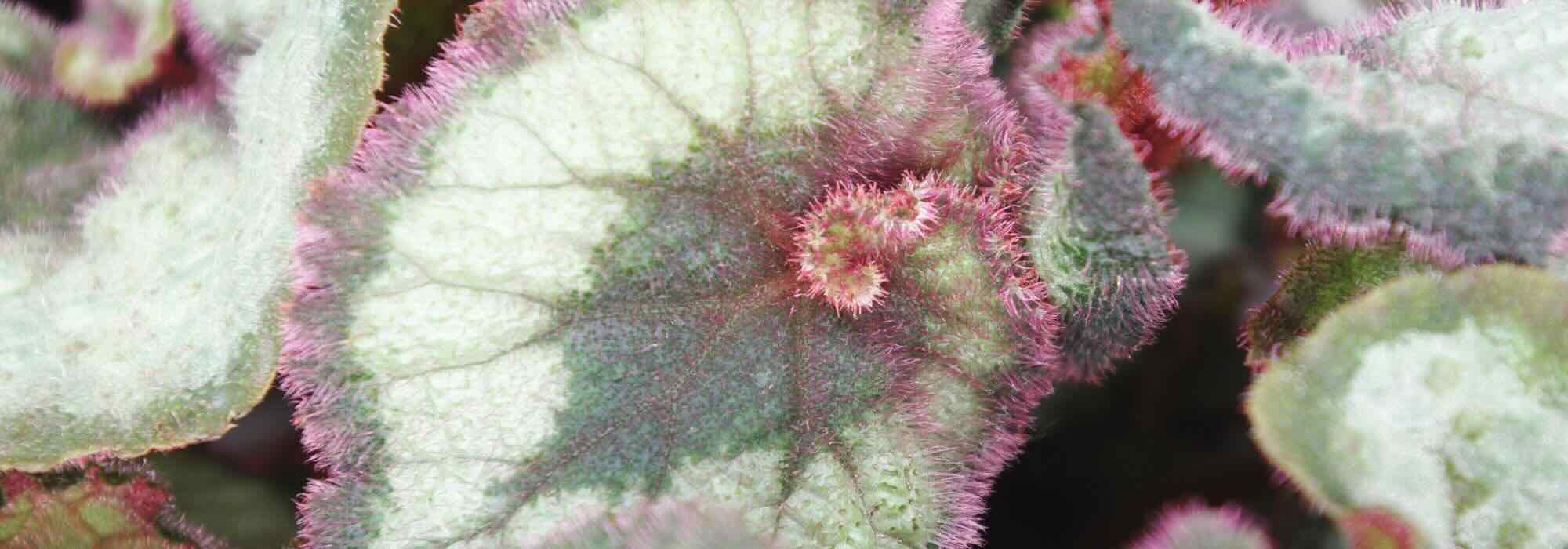 Bégonia aux fleurs colorées dans une jardinière, plante fleurie facile à cultiver
