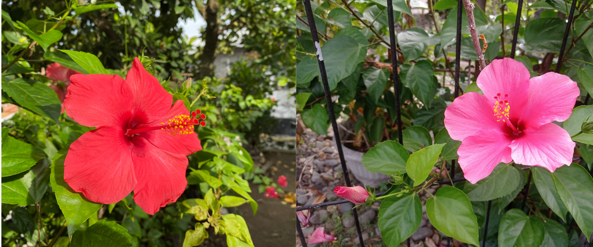 Hibiscus rosa-sinensis en pot, avec de grandes fleurs rouges en trompette et un feuillage vert brillant