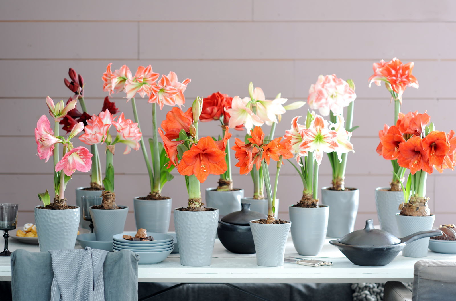 Amaryllis d'intérieur en pot avec ses fleurs en trompettes rouges et son bulbe à demi enterré