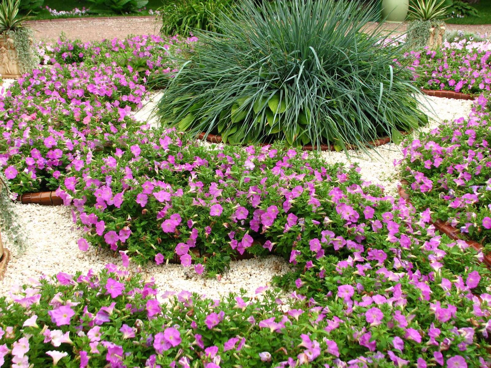 Pétunias colorés en fleurs dans une jardinière posée sur un balcon ensoleillé