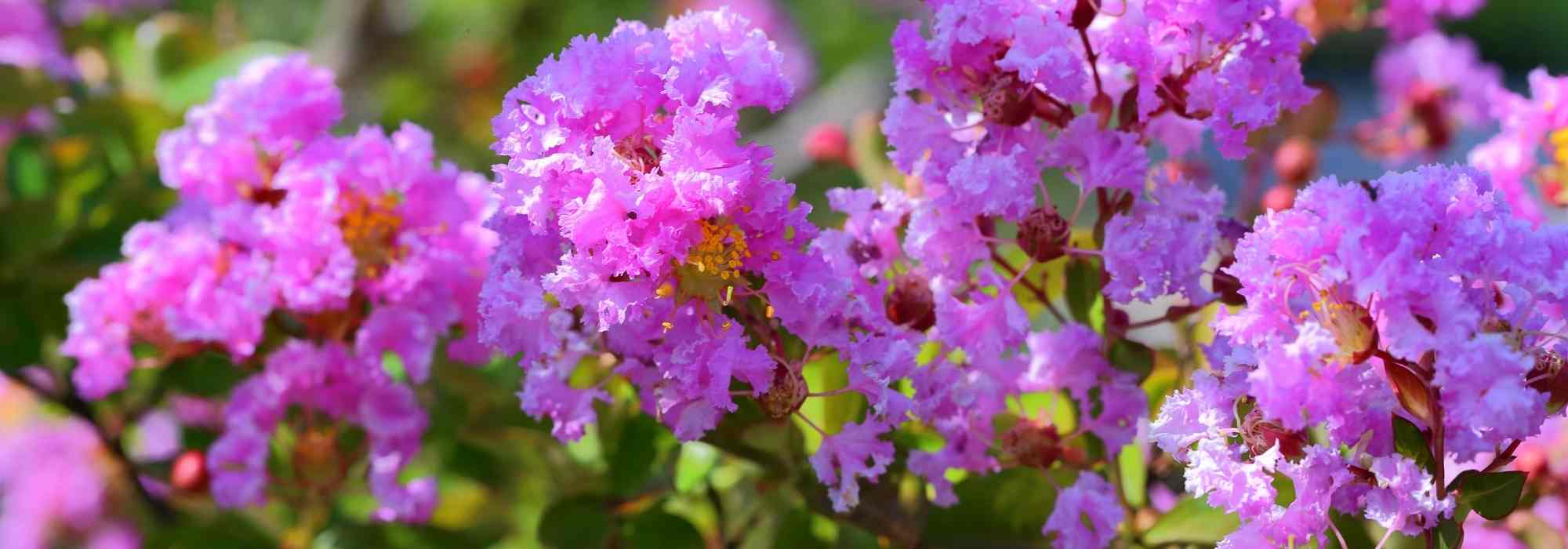 Pied de lantana couvert de bouquets de fleurs jaunes, orange et roses au soleil