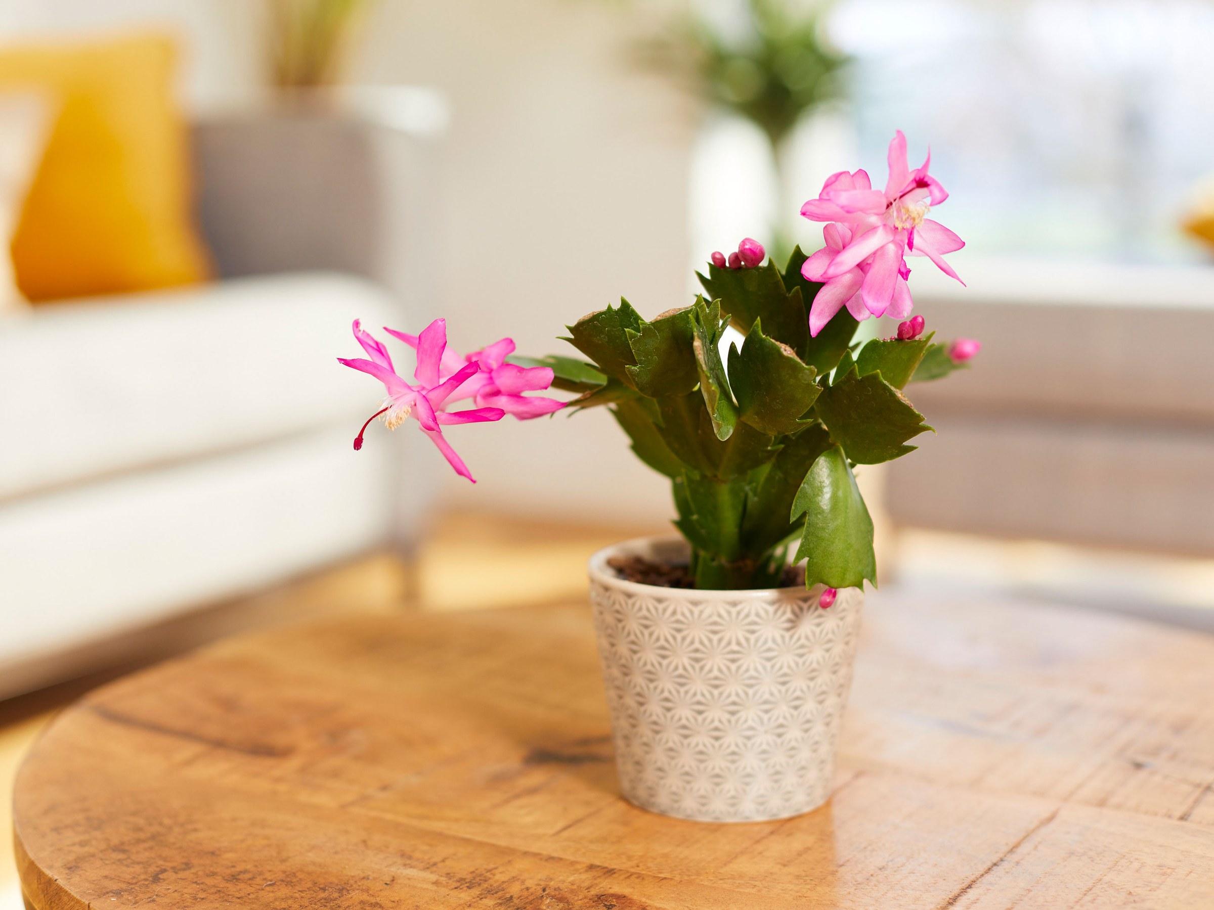 Cactus de Noël en pot avec fleurs roses en intérieur lumineux