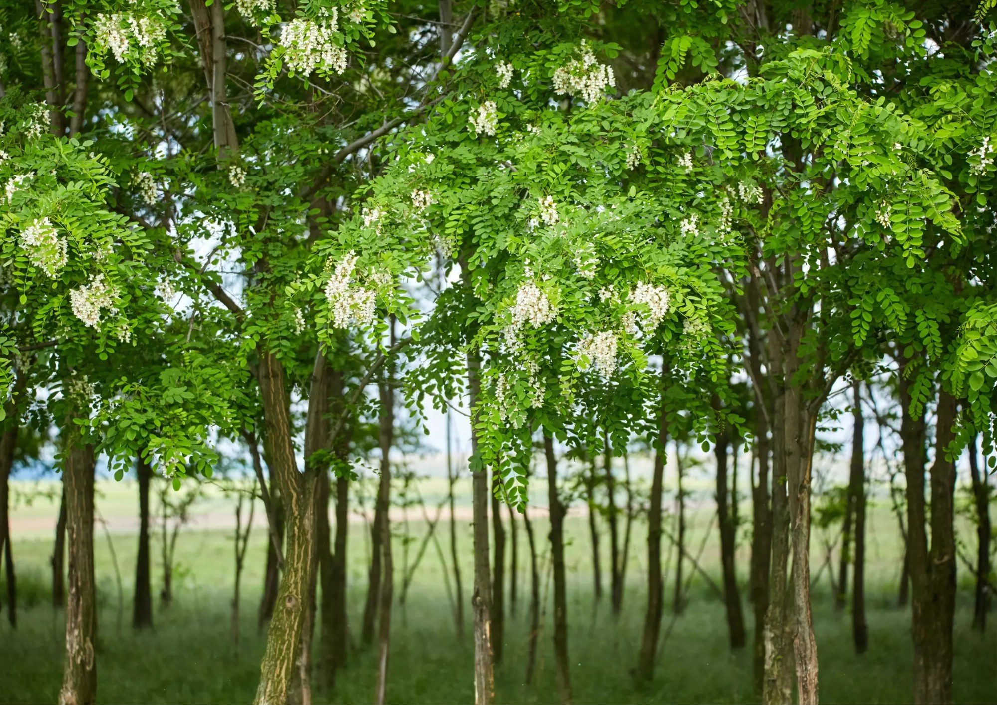 Grappes de fleurs blanches d'un robinier faux-acacia, l'arbre communément appelé acacia en France