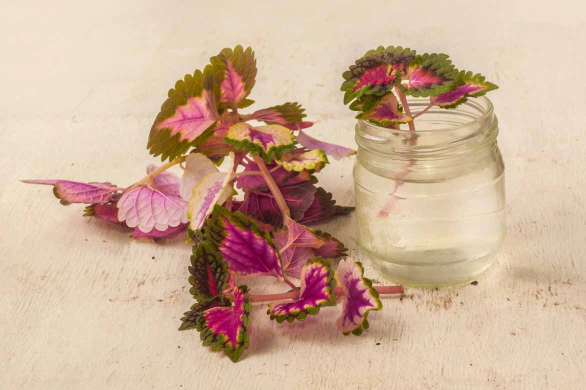 Coleus en pot au feuillage panaché rose, vert et pourpre