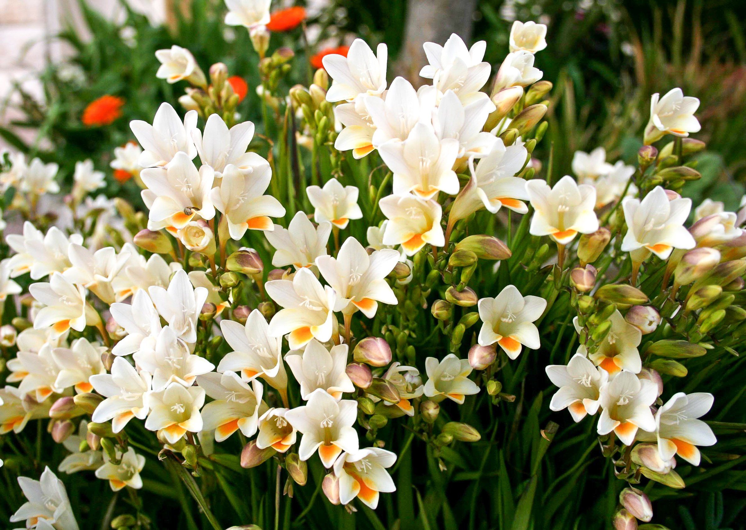 Freesias colorés et parfumés en fleurs dans un jardin