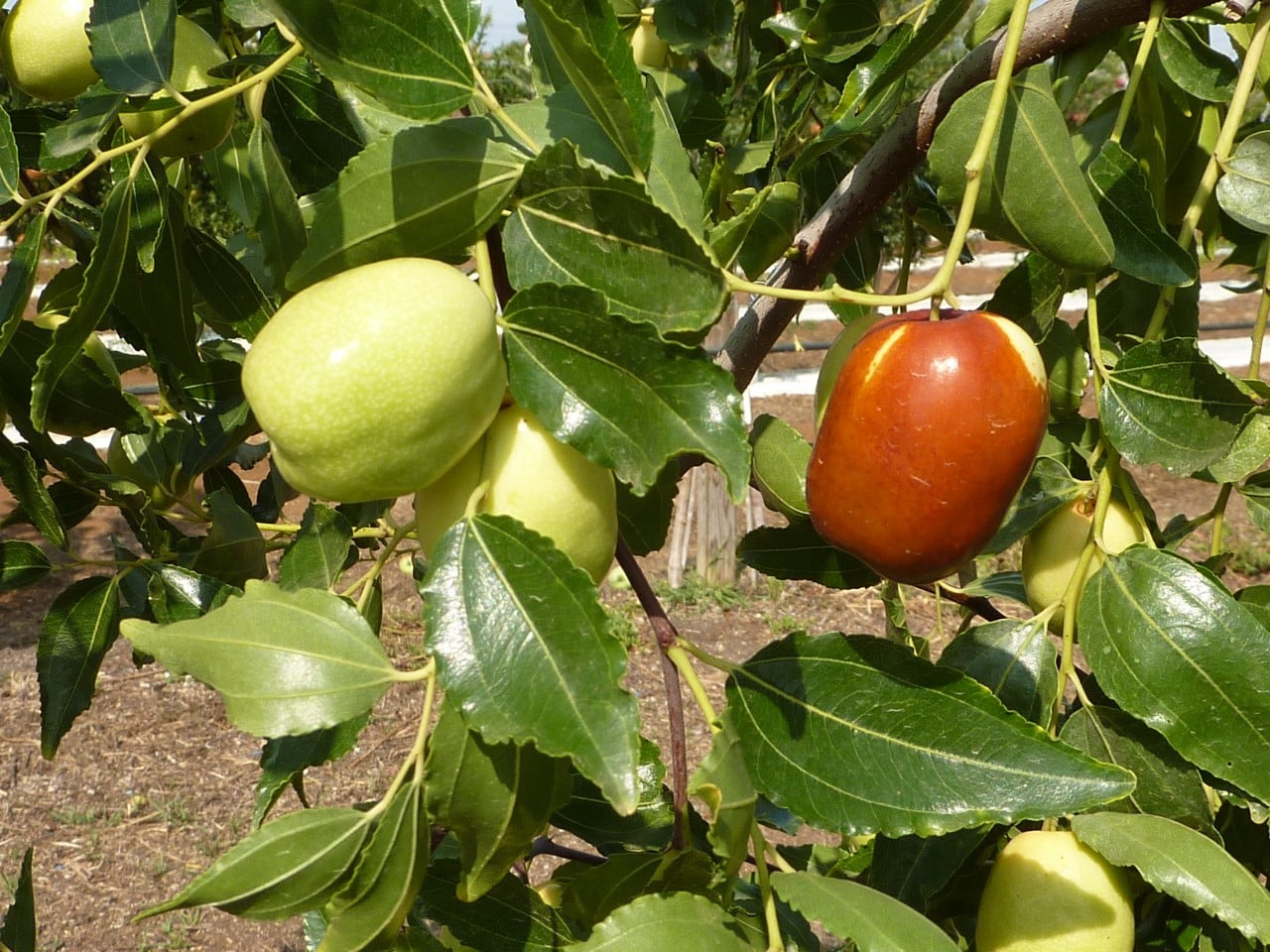 Jujubier chargé de jujubes mûrs dans un jardin ensoleillé