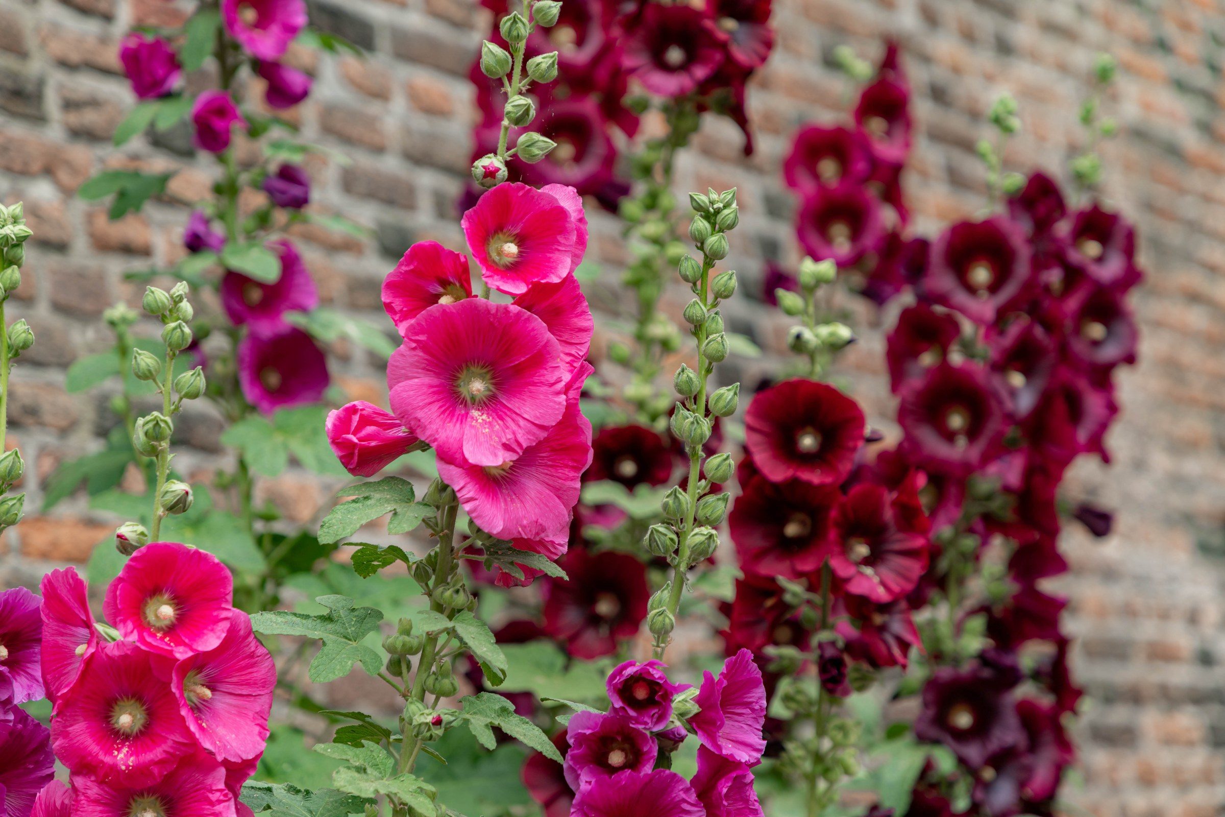 Grandes fleurs roses de rose trémière en floraison dans un jardin ensoleillé