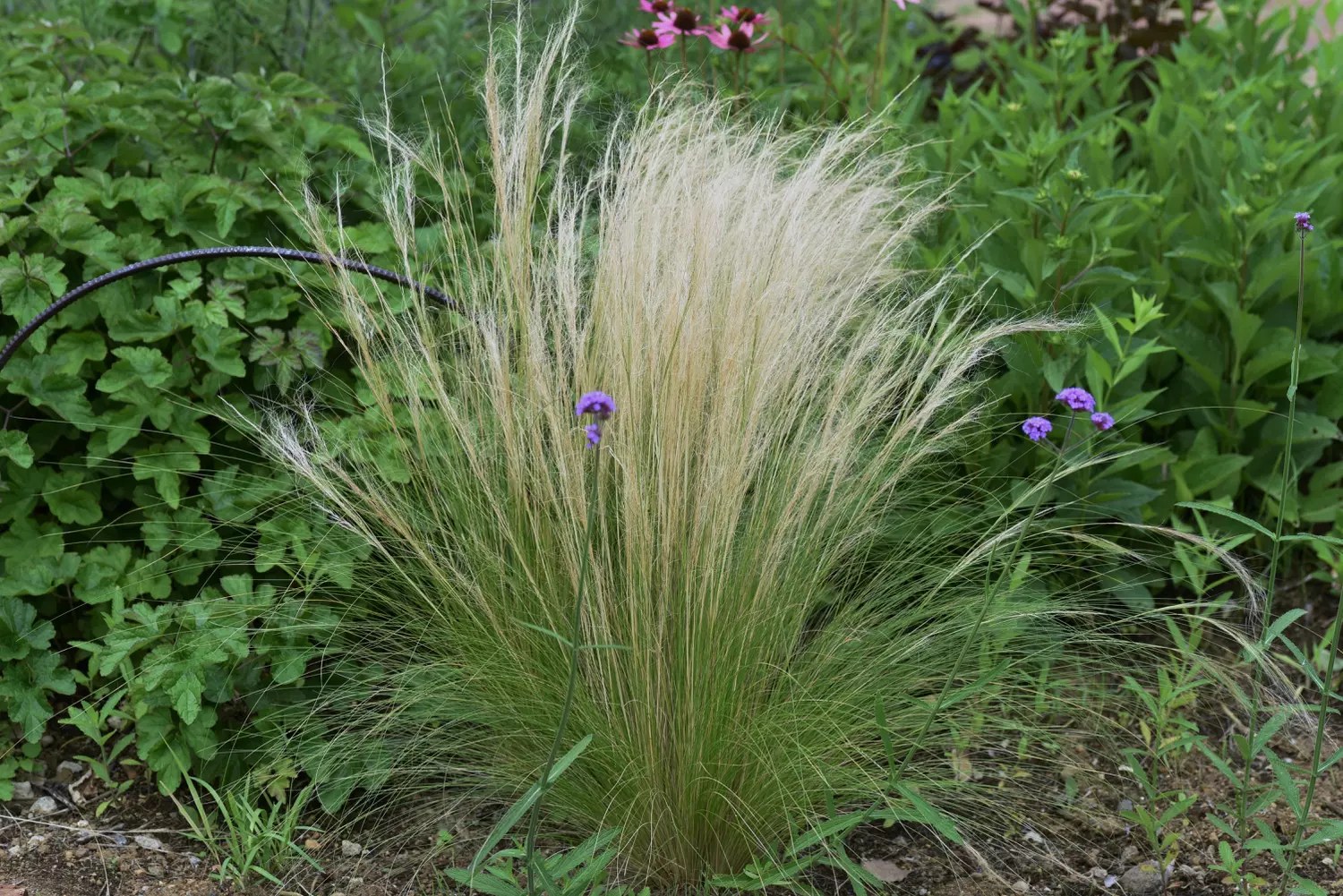 Touffe de cheveux d'ange Stipa tenuissima aux épis dorés dans un massif ensoleillé
