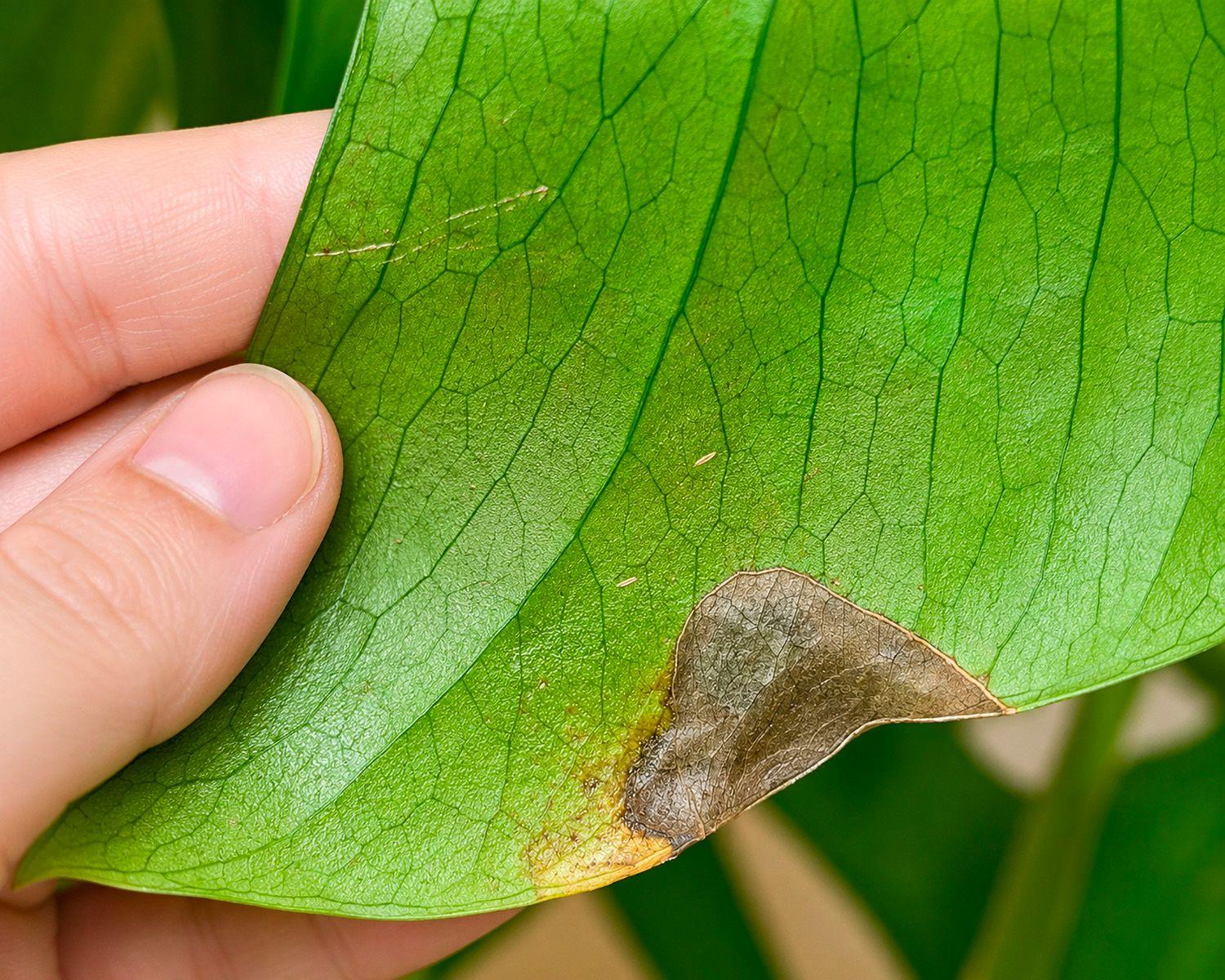Thrips et traces argentées sur une feuille de plante