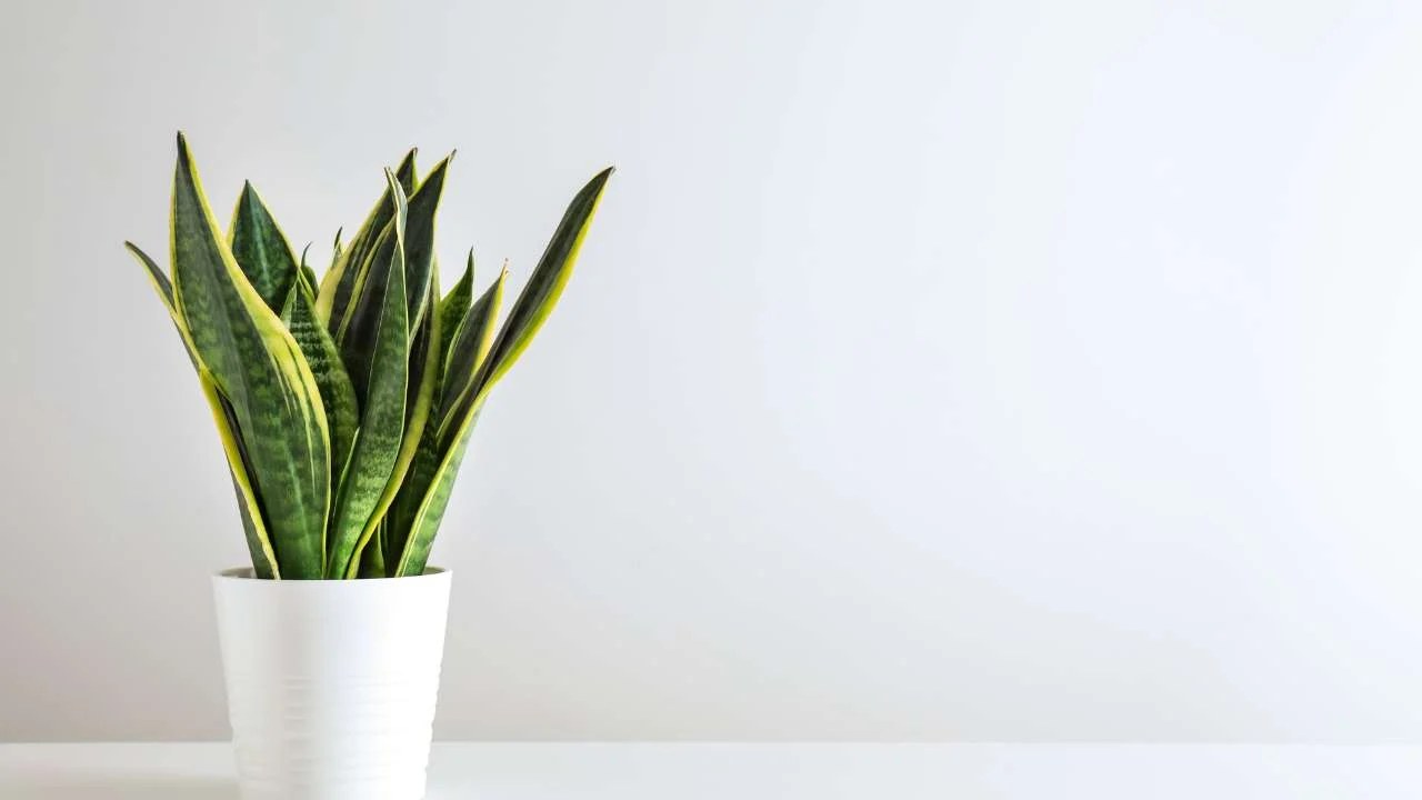 Langue de belle-mère en pot avec longues feuilles dressées vertes